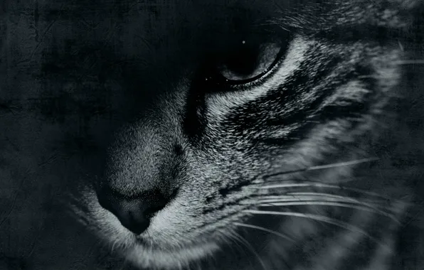 Picture cat, mustache, face, eyes, background, widescreen, Wallpaper, black and white