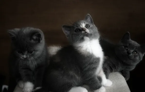 Cats, the dark background, kitty, grey, kittens, kids, grey, sitting