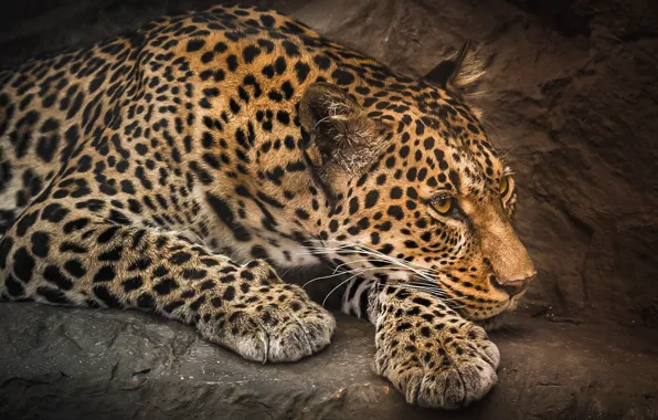 Look, face, stones, paws, leopard, lies