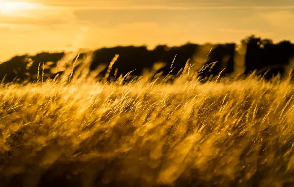 Field, grass, the sun, macro, light, spikelets, meadow, gold