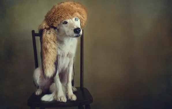 Picture style, retro, hat, portrait, dog, treatment, chair, fur