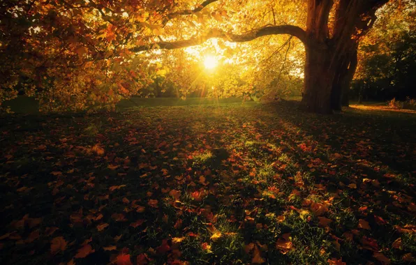 Autumn, grass, leaves, the sun, rays, light, landscape, branches