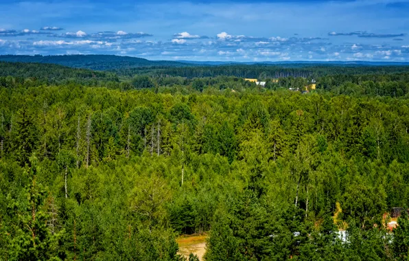 Greens, forest, summer, green, Nature, panorama, summer, forest