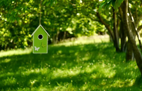 Picture greens, trees, birdhouse, bokeh