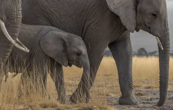 Elephant, Africa, trunk, elephant