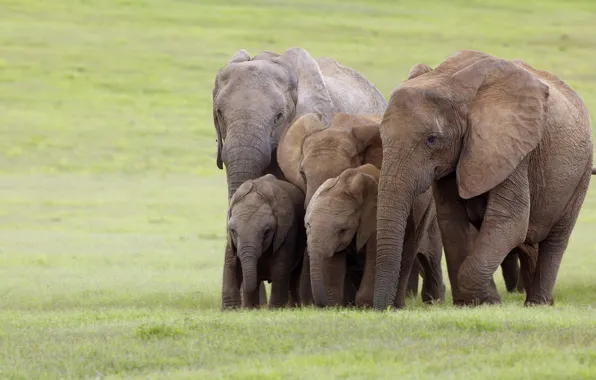 Family, elephants, South Africa, Addo National Elephant Park