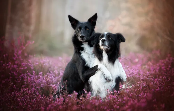 Picture dogs, nature, background