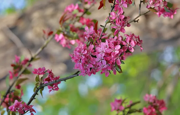 Fresh, blossom, cherry, spring