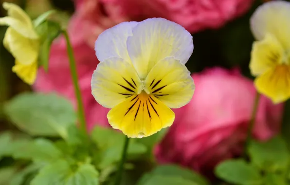 Picture Flowers, Spring, Flowers, Spring, Bokeh, Bokeh