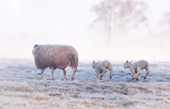 Winter, frost, field, grass, snow, nature, fog, tree