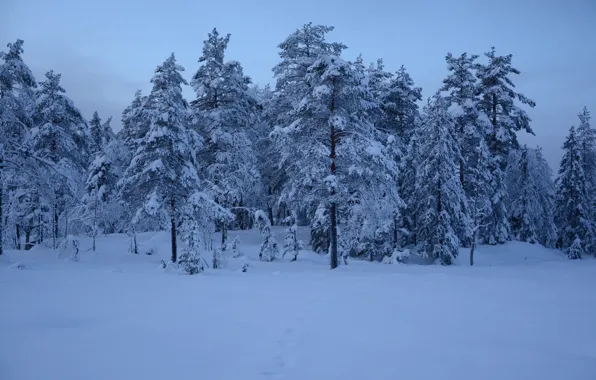 Winter, frost, forest, the sky, snow, trees, nature, ate