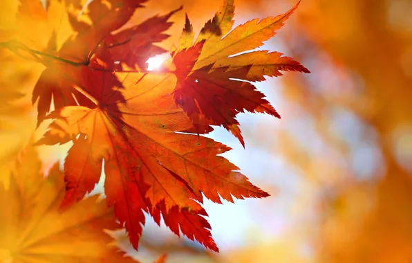 Autumn, leaves, autumn, leaves, fall, maple