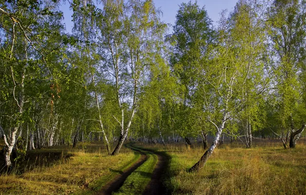 Picture road, autumn, forest, birch