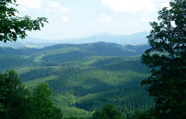 Picture forest, summer, nature, photo, Carpathians, Goverla