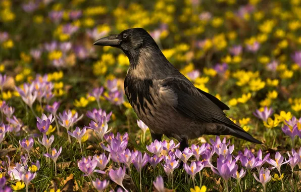 Flowers, bird, spring, crocuses, crows