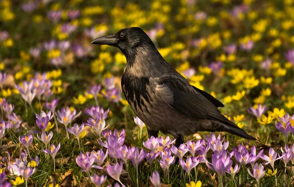 Picture flowers, bird, spring, crocuses, crow