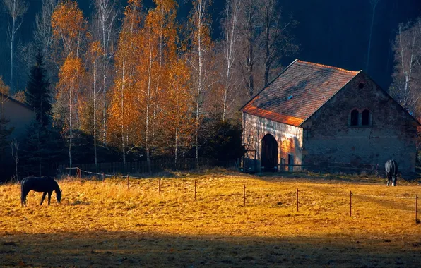 Picture house, horses, morning