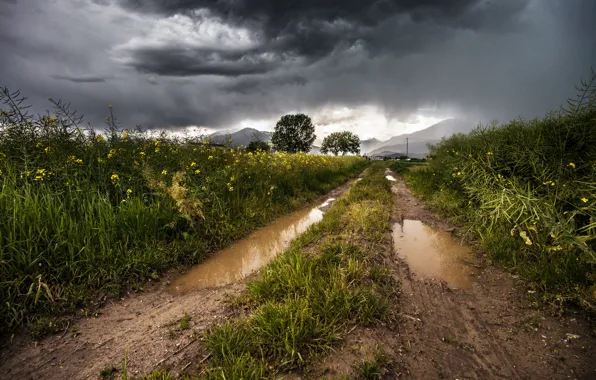 Road, the storm, field, summer, grass, flowers, mountains, clouds