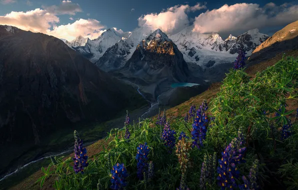 Summer, clouds, snow, flowers, mountains, tops, slope, lupins