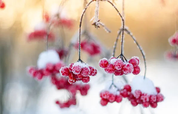 Picture winter, frost, morning, Kalina