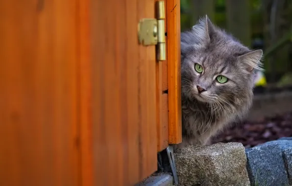 Cat, cat, face, grey, background, brick, the door, Peeps