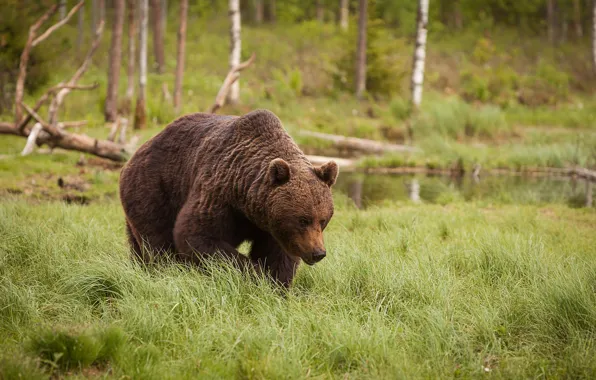 Picture forest, bear, bear, me, fart, teach