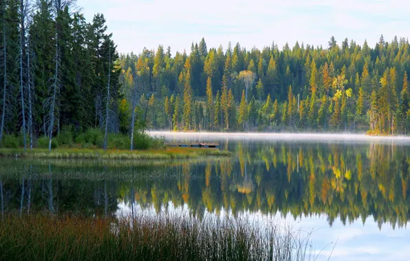 Autumn, forest, the sky, water, trees, fog, lake, reflection