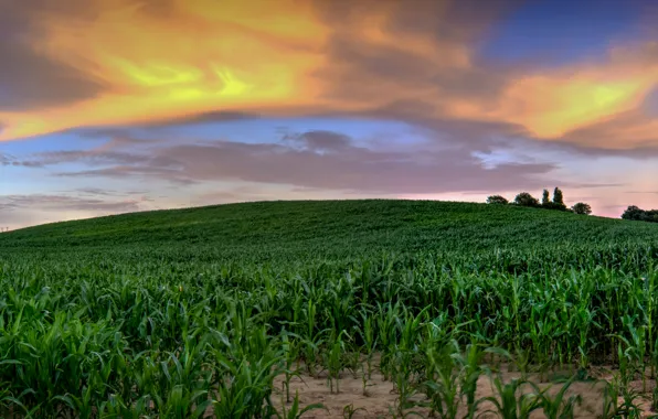 Picture the sky, green, sky, nature, cornfield, Cornfield