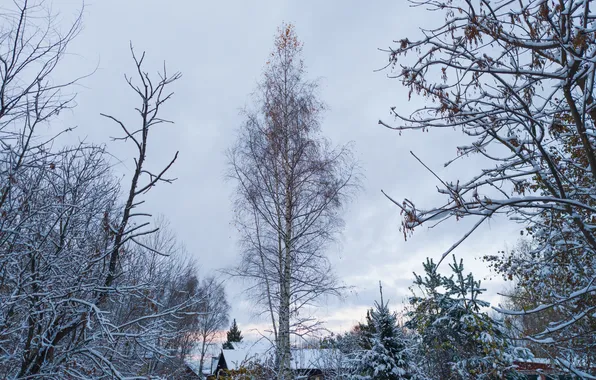 Autumn, forest, the sky, snow, trees, nature, overcast, home