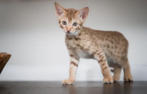 Picture look, background, kitty, Ocicat