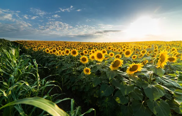 Wallpaper field, summer, the sky, leaves, the sun, clouds, light ...