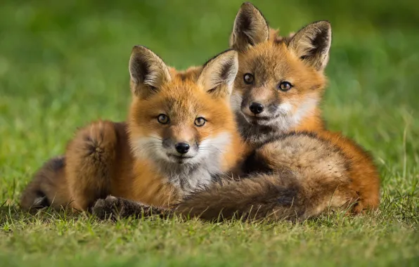 Animals, grass, nature, pair, Fox, cubs, cubs