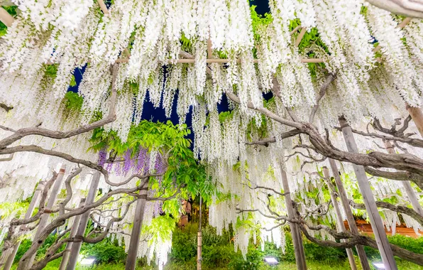 Flowers, nature, Wisteria, Wisteria