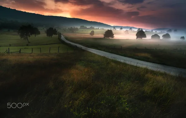 Picture road, trees, nature, fog, field, the evening, morning