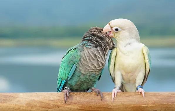 Birds, pose, parrot, parrots, a couple, The burrowing parrot, Patagonian kennel