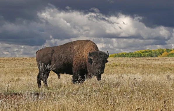 Picture autumn, Canada, horns, Buffalo, Manitoba, Riding Mountain