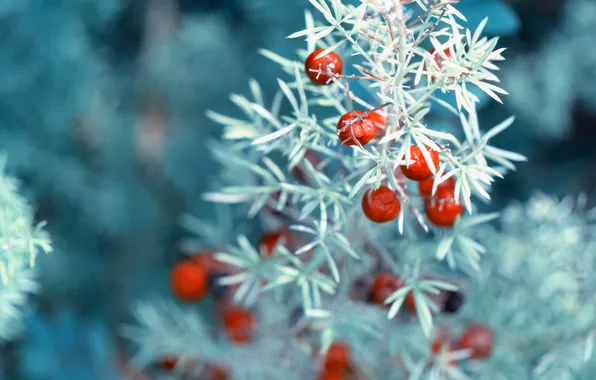 Picture frost, macro, berries, plant