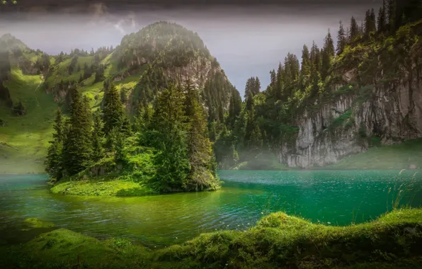 Picture tree, river, nature
