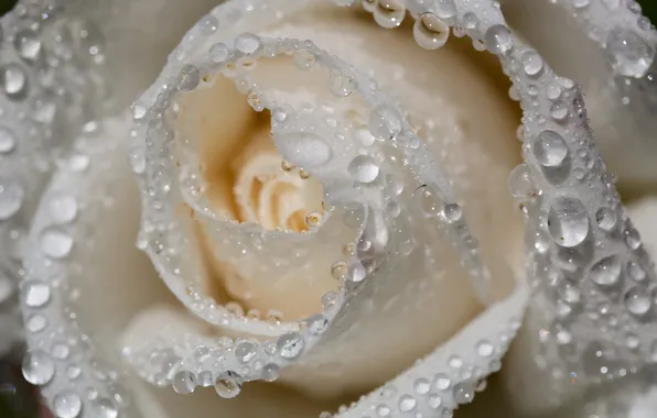 Picture white, drops, macro, roses