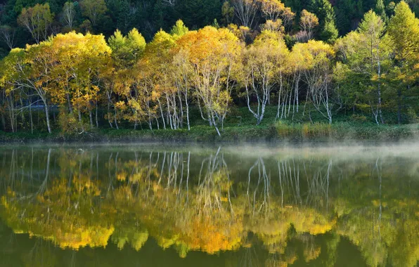 Autumn, water, trees, fog, lake, reflection, slope
