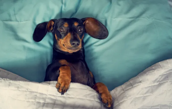 Bed, Dog, Dachshund, dog in bed