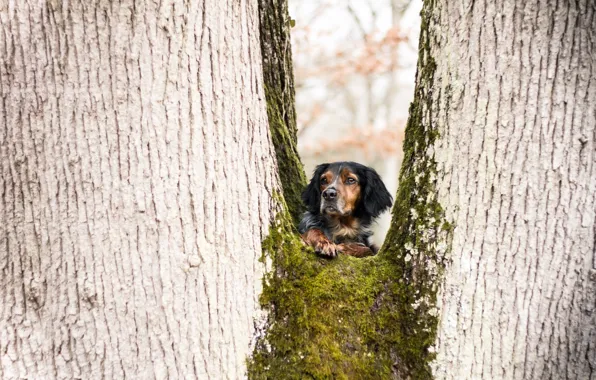 Look, tree, dog