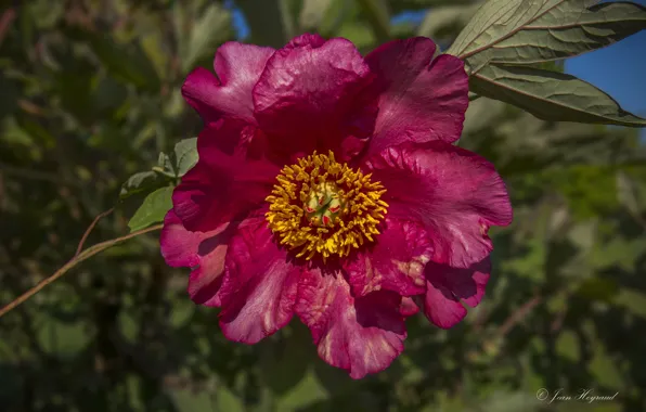 Flower, background, peony