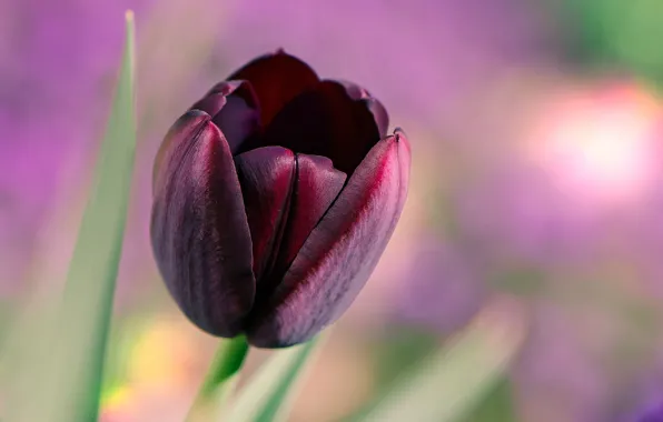 Picture macro, black, Tulip, eternal