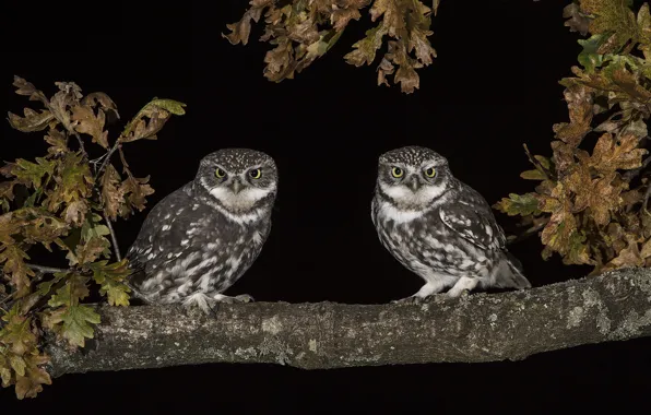 Picture night, owl, branch, pair