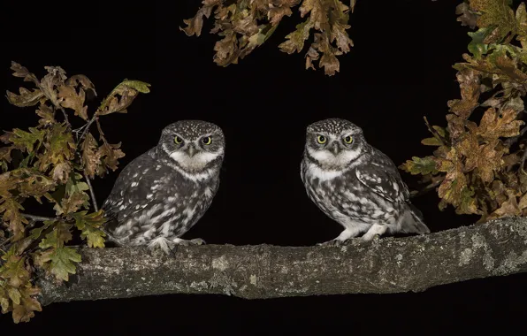 Night, owl, branch, pair