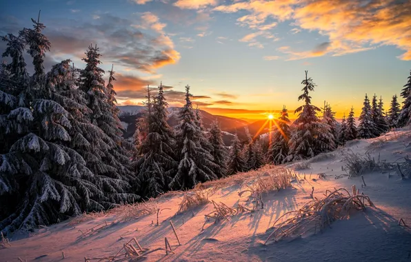 Winter, frost, forest, the sky, the sun, clouds, rays, light