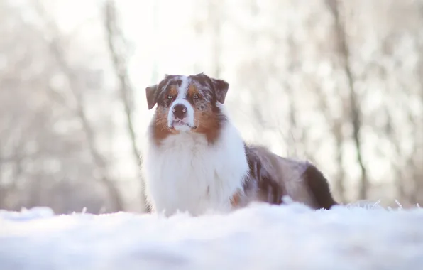 Winter, look, snow, nature, dog, Australian shepherd, Aussie