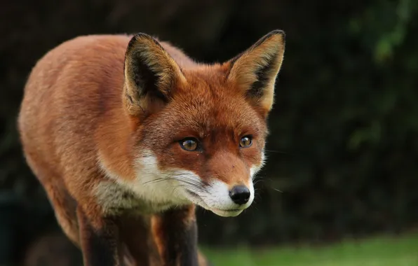Picture fox, animal, cute