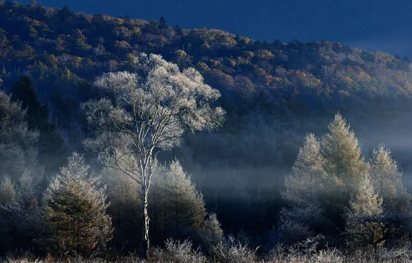 Picture autumn, the sky, trees, fog, hills